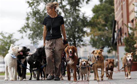 Dog walking services. Things To Know About Dog walking services. 